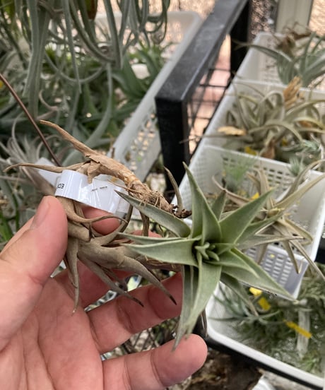 チランジア Awesome Amber Ibanez Artcore Expressionist AF95 Hollowbody Electric Guitar