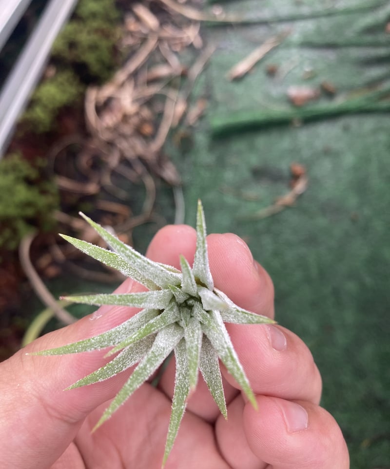 T.ionantha Blushing Baby | 【Good Field】エアープランツ専門店