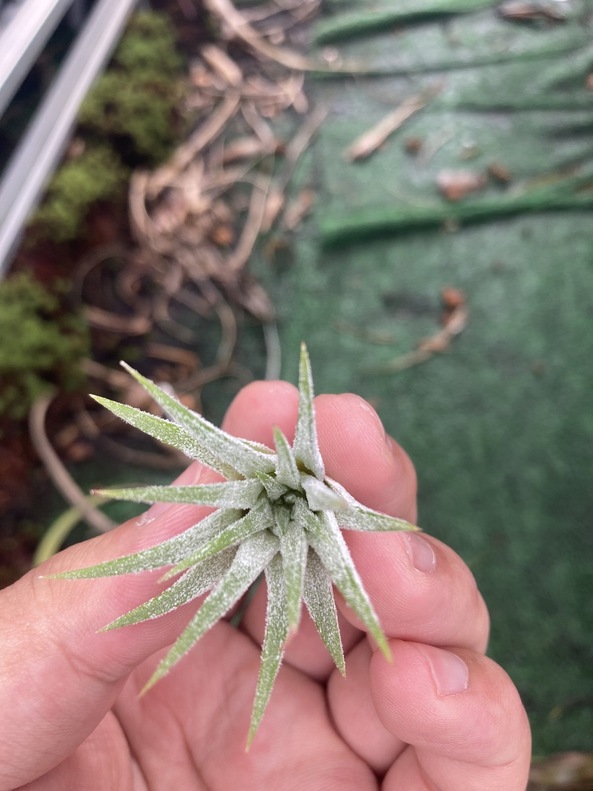 T.ionantha Blushing Baby | 【Good Field】エアープランツ専門店