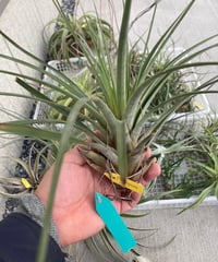 Ꭲ.grossispicata
