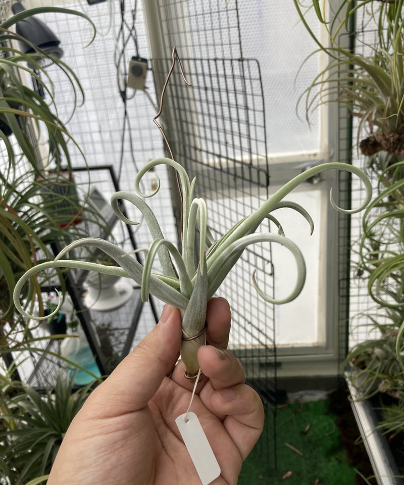 T.duratii thick leaf | 【Good Field】エアープランツ専門店