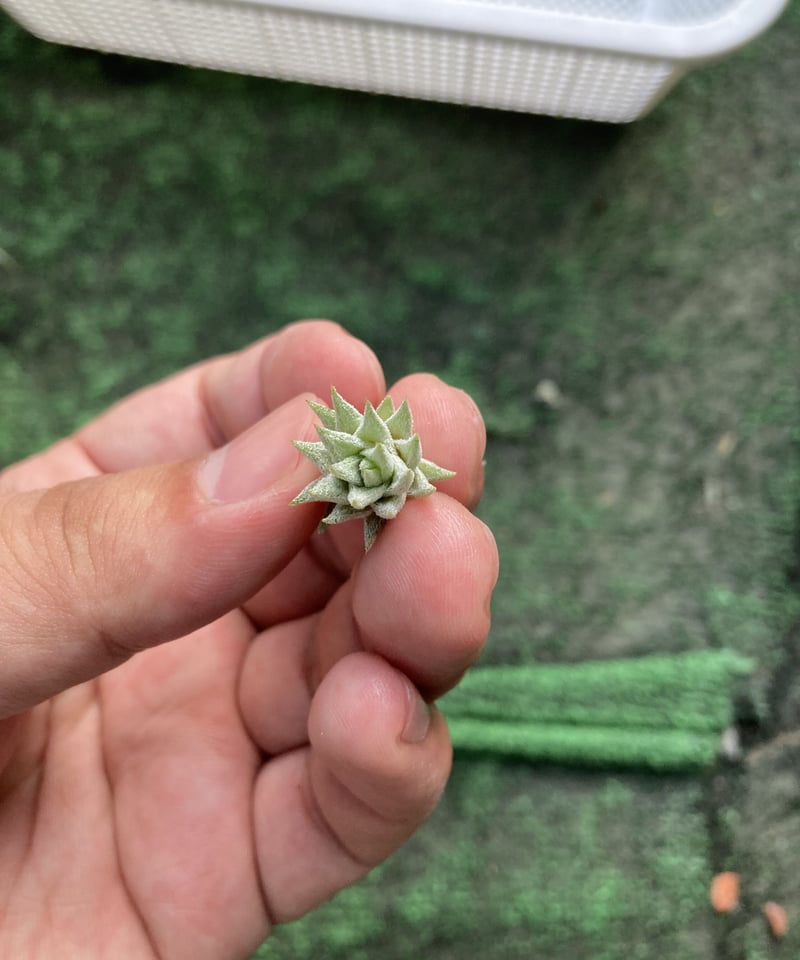 Ꭲ.ionantha ver. vanhyningii Minor | 【Good Field Ꭲ.ionantha ver. vanhyningii Minor | 【Good Field
