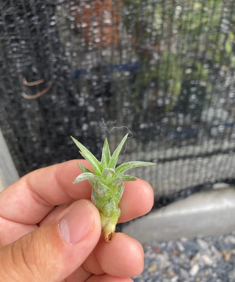 CATEGORY Tillandsia | 【Good Field】エアープランツ専門店