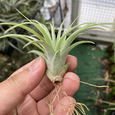 STORES エアープランツの検索結果