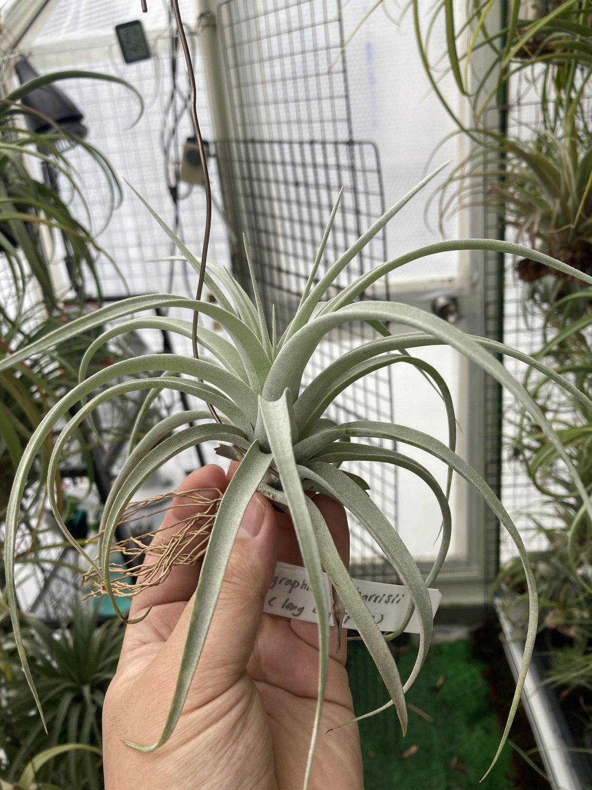 Ꭲ.xerographica × Ꭲ.harrisii (long big spike) | Ꭲ.xerographica × Ꭲ.harrisii (long big spike) |