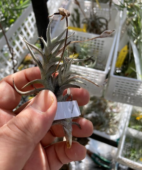 ヒルタ Tillandsia Tillandsia｜ふたむらプランツ