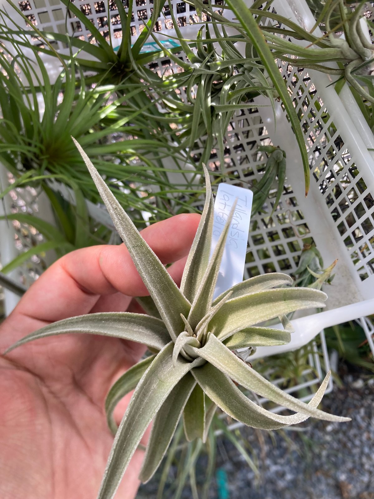 Ꭲ.latifolia v. leucophylla | 【Good Field】エアープラン
