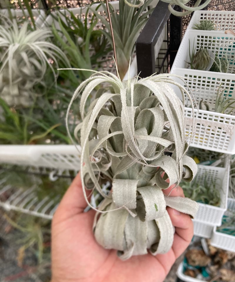 Ꭲ.chapeuensis var.turriformis | 【Good Field】エアー