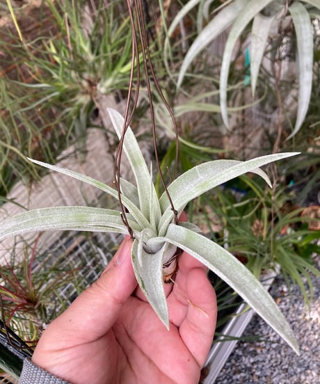 CATEGORY Tillandsia | 【Good Field】エアープランツ専門店