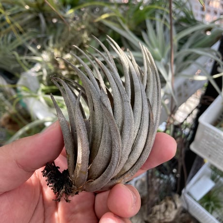 tillandsia | STORES