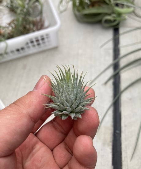 御予約株　Tillandsia Ionantha  Ball 速達発送 御予約株 Tillandsia Ionantha Ball 速達発送 御予約株 Tillandsia