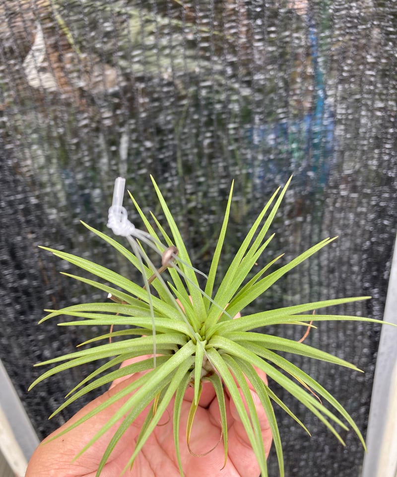 Ꭲ.Big Hawaiian (Apretado BRT × ionantha v. maxi