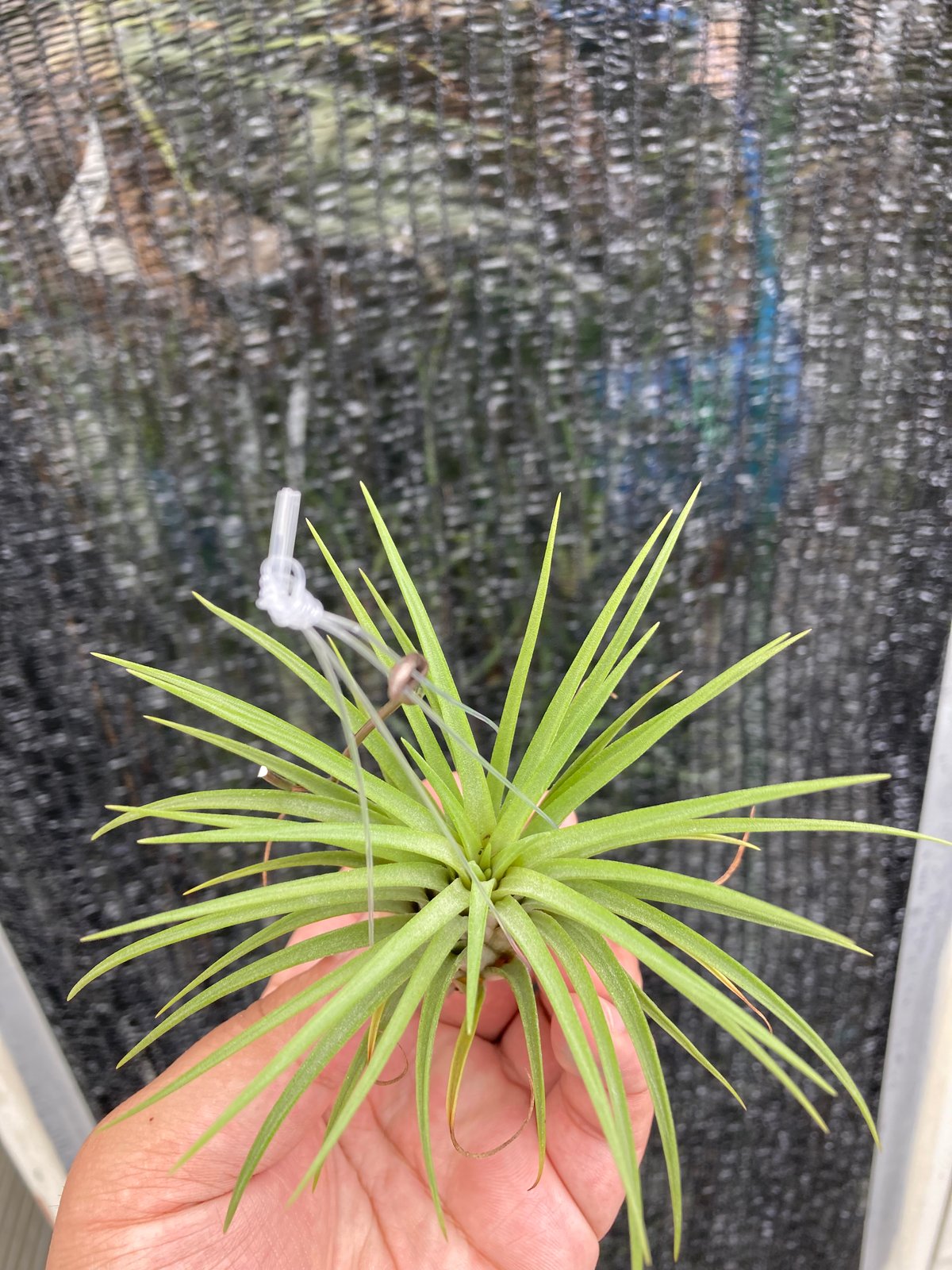 Ꭲ.Big Hawaiian (Apretado BRT × ionantha v. maxi