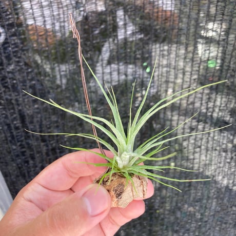 tillandsia | STORES
