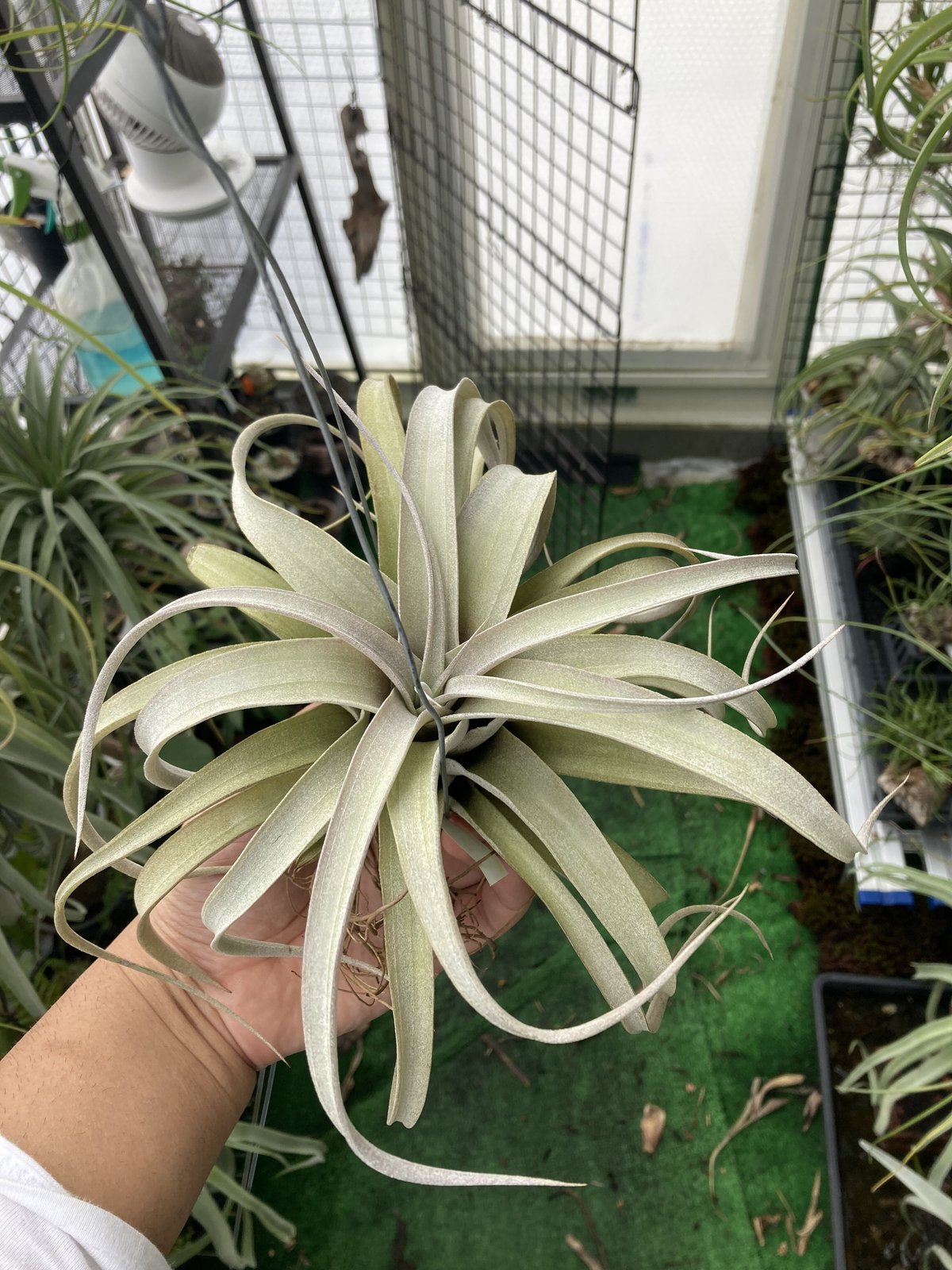 chiapensis × xerographica〔エアプランツ〕T5110 T.chiapensis × T.xerographica (No.2) | 【Good F