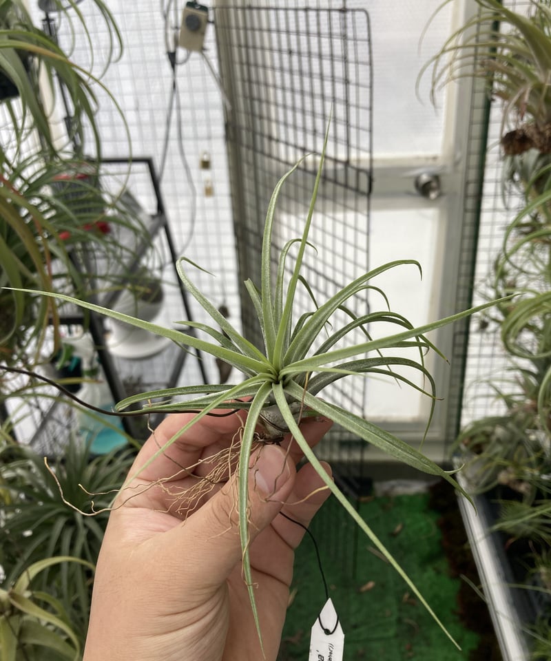 Ꭲ.Pang's Idea ((exserta x fasciculata)× Tall Ve