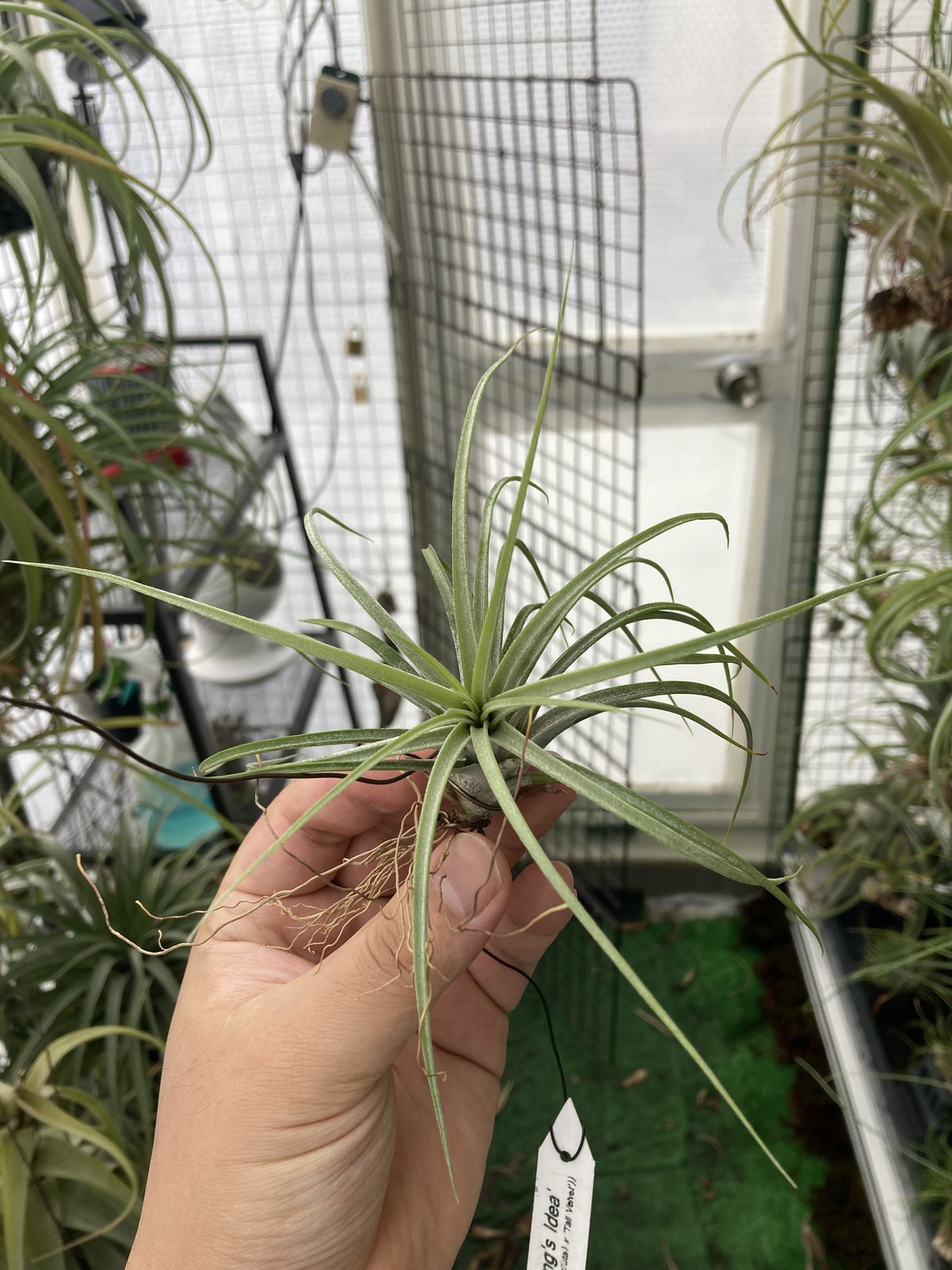 Ꭲ.Pang's Idea ((exserta x fasciculata)× Tall Ve