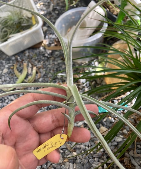 ブロメリア・エアープランツ Tillandsia 'Patricia McKeon from Domingo CATEGORY 交配種 | 【Good Field】エアープランツ専門店