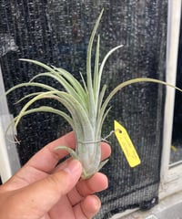 Ꭲ.Deborah Ann | 【Good Field】エアープランツ専門店