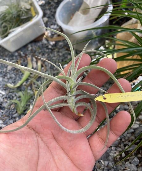CATEGORY Tillandsia | 【Good Field】エアープランツ専門店