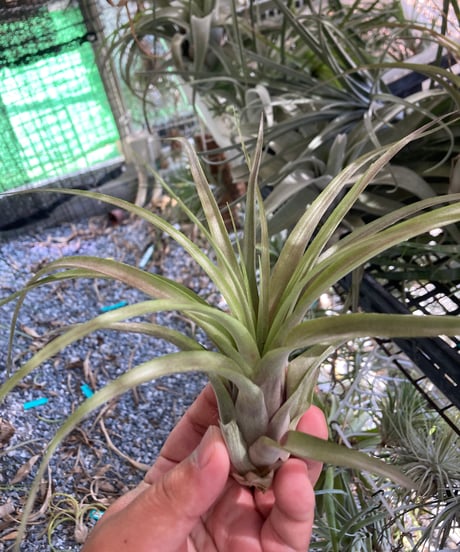 CATEGORY Tillandsia | 【Good Field】エアープランツ専門店