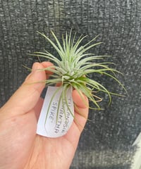 Ꭲ.Awesome Amber (rothii × concolor) | 【Good Fie