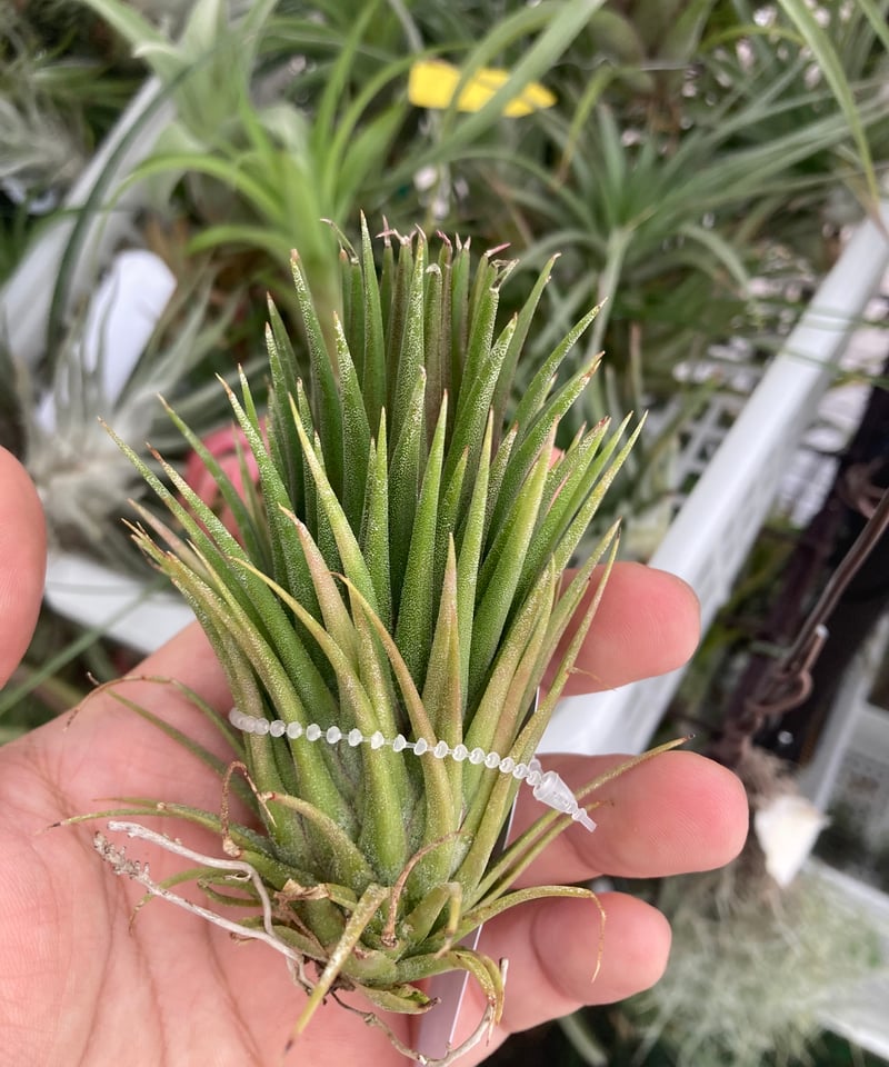 ブロメリア・エアープランツ Mayan Totem Pole Amazon.co.jp: Frontier Plants 現品チランジア マヤントーテムポール