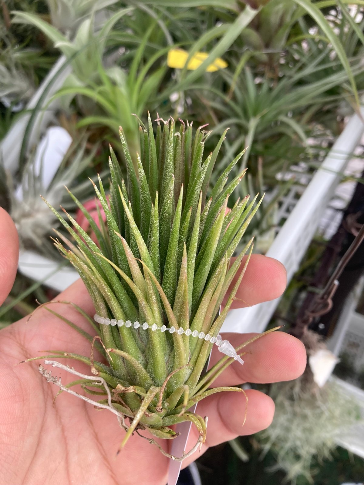 Ꭲ.ionantha Totem Pole | 【Good Field】エアープランツ専門店