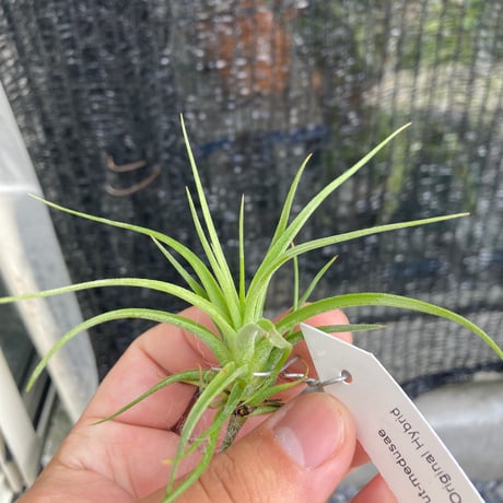 tillandsia | STORES