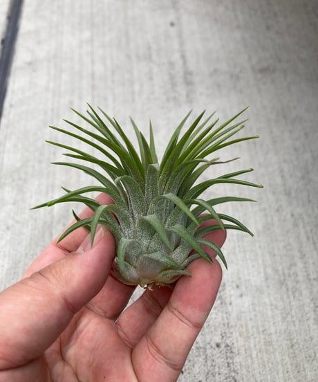 御予約株　Tillandsia Ionantha  Ball 速達発送 御予約株 Tillandsia Ionantha Ball 速達発送 御予約株 Tillandsia