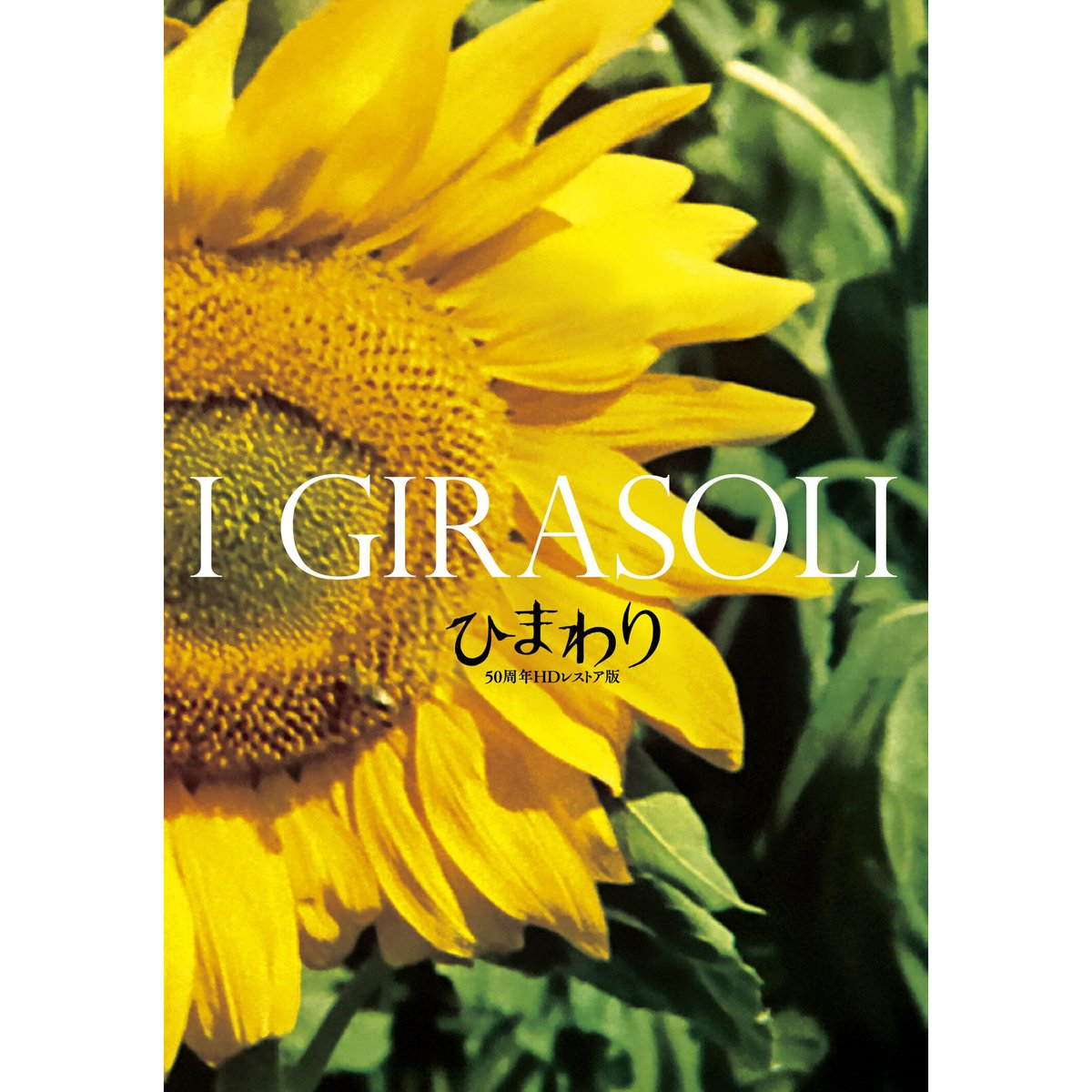 映画チラシ「ひまわり」(京都版) 映画『ひまわり 50周年HDレストア版