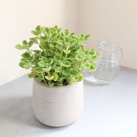 ”アロマティカス　鉢カバー付（オランダ）"　虫除け　多肉植物　観葉植物　ミントの香り　ハーブ　キューバンオレガノ　アロマ・ティカス