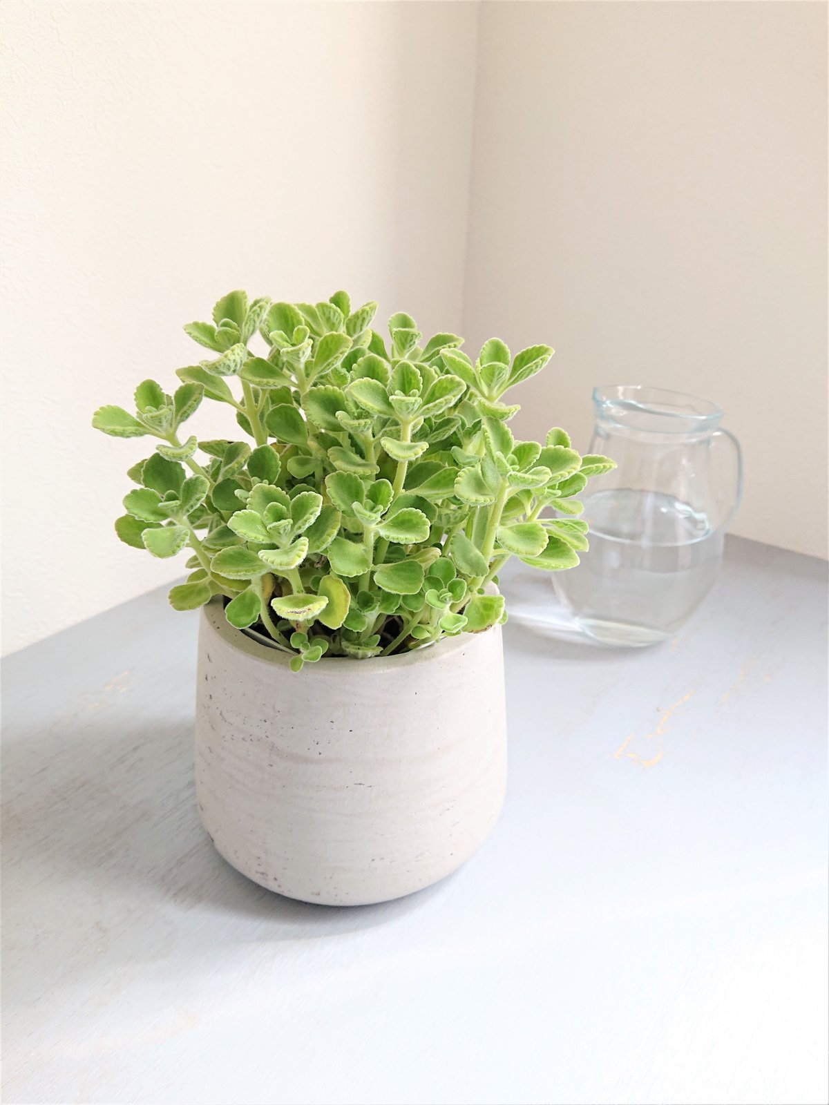 アロマティカス 鉢カバー付（オランダ）