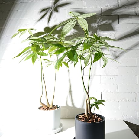●新作●限定販売●”パキラ（ロングサイズ）　鉢カバー/受け皿付き”　観葉植物　インテリア　おしゃれ