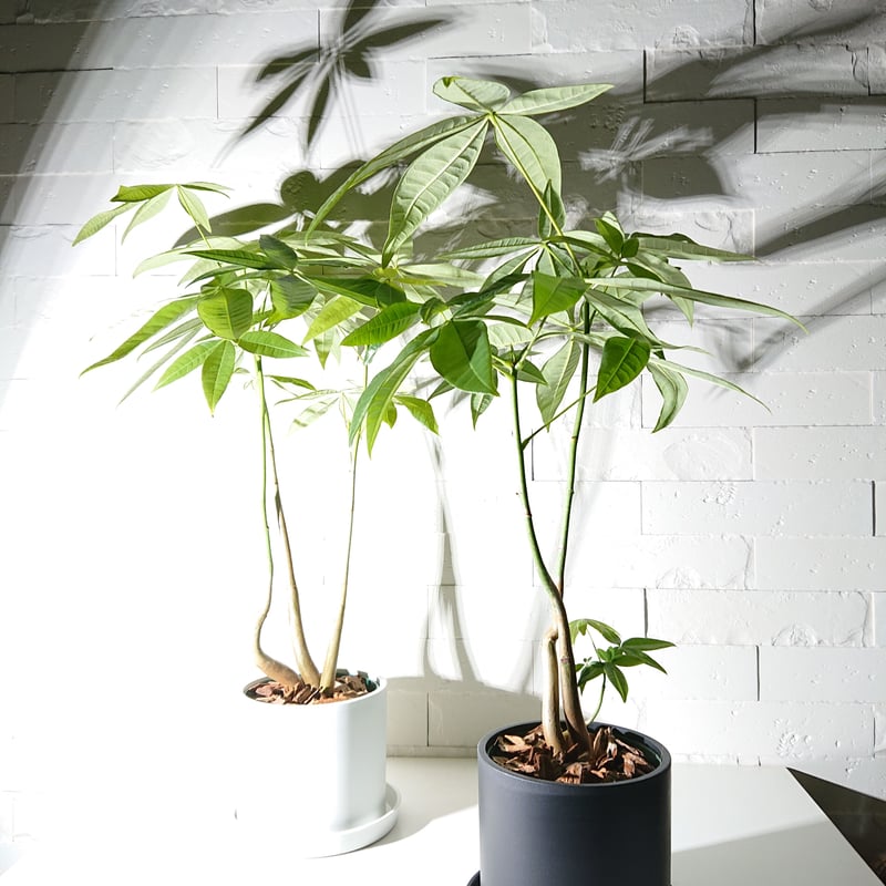 パキラ‼️ ○新作○限定販売○”パキラ（ロングサイズ） 鉢カバー/受け皿付き