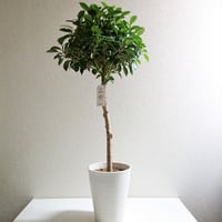 ●数量限定●新作●　希少　 ”フィカス　ナナ　鉢カバー付（whiteプラ鉢）"　観葉植物　植木鉢　ゴムの木　ガジュマル　ベンジャミン　インテリア