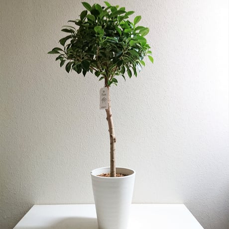 ●数量限定●新作●　希少　 ”フィカス　ナナ　鉢カバー付（whiteプラ鉢）"　観葉植物　植木鉢　ゴムの木　ガジュマル　ベンジャミン　インテリア
