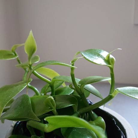 ●数量限定●”バニラの木 Vanilla　オランダ 鉢カバー付き”　観葉植物　グレー　バニラ　木　ツル