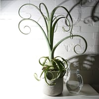●現品●超希少●”チランドシア　カーリースリム 　鉢カバー付（オランダ）"　観葉植物　植木鉢　カーリーテール 　 ティランドシア 　チランジア 　おしゃれ　北欧　インテリア