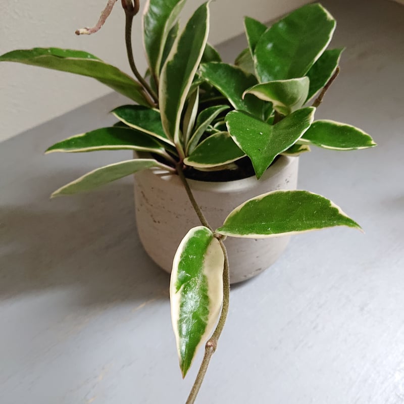 ○数量限定○”ホヤ・カルノーサ・バリエガタ（フイリサクララン