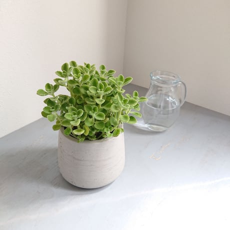 ”アロマティカス　鉢カバー付（オランダ）"　虫除け　多肉植物　観葉植物　ミントの香り　ハーブ　キューバンオレガノ　アロマ・ティカス