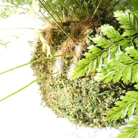 ”ときわしのぶの苔玉” ギフト プレゼント 贈り物 父の日 観葉植物