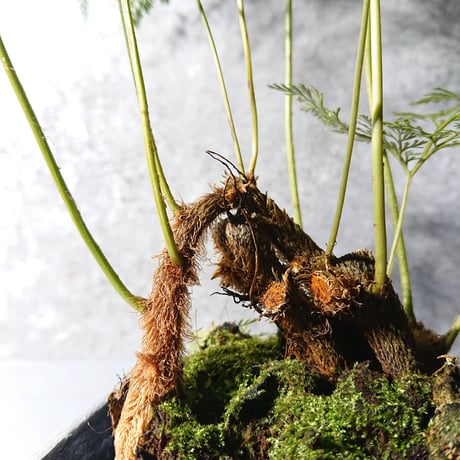 ”ダバリア・トリコマノイデス　鉢カバー付（アルミニウム製/ヘキサゴンカット）”　観葉植物　シダ系