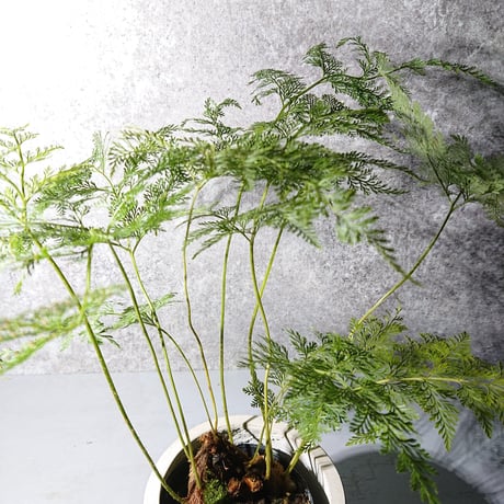 ”ダバリア・トリコマノイデス　鉢カバー付（オランダ製）”　観葉植物　シダ系