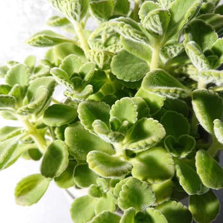 ”アロマティカス　鉢カバー付（オランダ）"　虫除け　多肉植物　観葉植物　ミントの香り　ハーブ　キューバンオレガノ　アロマ・ティカス