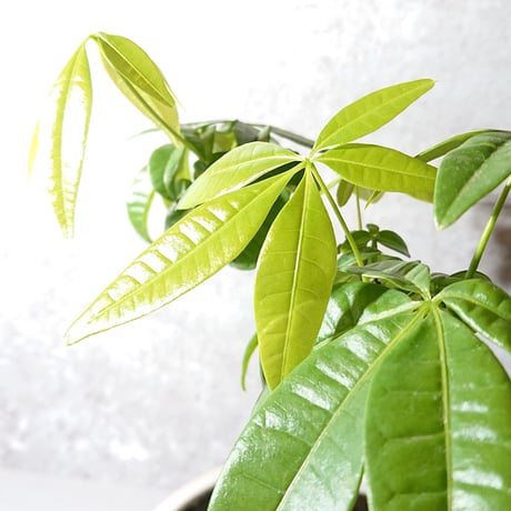 ●人気品種● ”パキラ　鉢カバー付き（オランダ）”　観葉植物　グレー　インテリア　おしゃれ