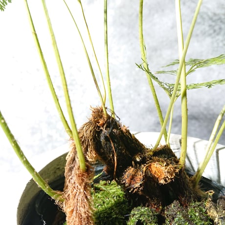 ”ダバリア・トリコマノイデス　鉢カバー付（オランダ製）”　観葉植物　シダ系