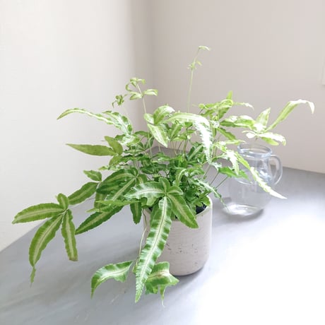 ●数量限定●美葉種　希少　”プテリス　MIX 　鉢カバー付き（オランダ）”　観葉植物　グレー　オオバノイノモトソウ　アルボリネアタ