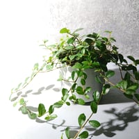 ●数量限定●新作● ”フィカス　シャングリラ　鉢カバー付（Posh-アルミ製）"　観葉植物　植木鉢　グレー　つる性ガジュマル　テリハイヌビア