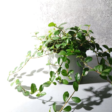 ●数量限定●新作● ”フィカス　シャングリラ　鉢カバー付（Posh-アルミ製）"　観葉植物　植木鉢　グレー　つる性ガジュマル　テリハイヌビア